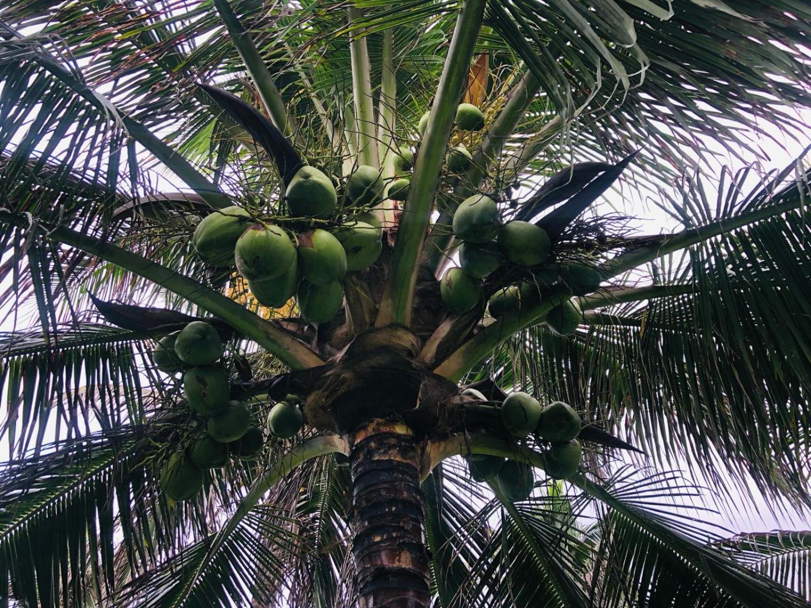 Villa Ava Kite - Guajiru Trairi Luaran gambar